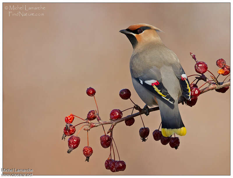 Bohemian Waxwing male adult, feeding habits