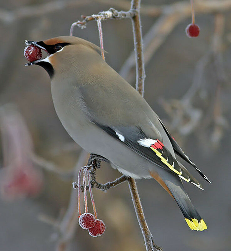 Bohemian Waxwing