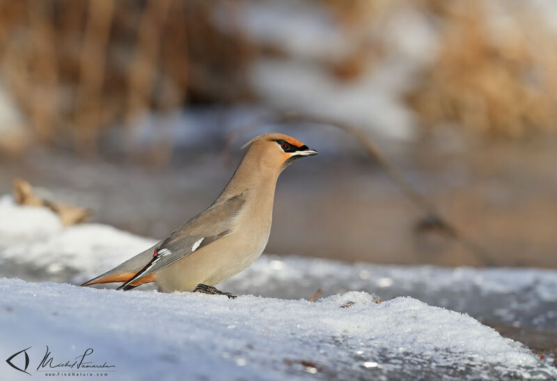 Bohemian Waxwing