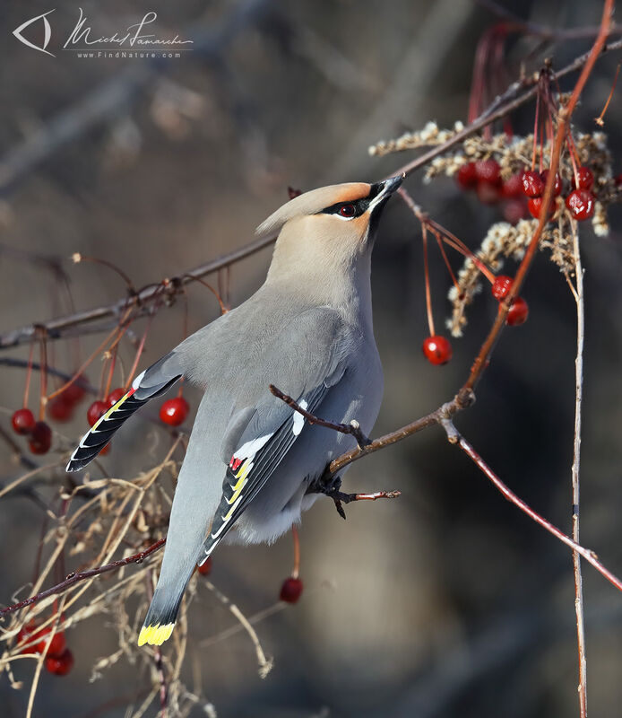 Bohemian Waxwing