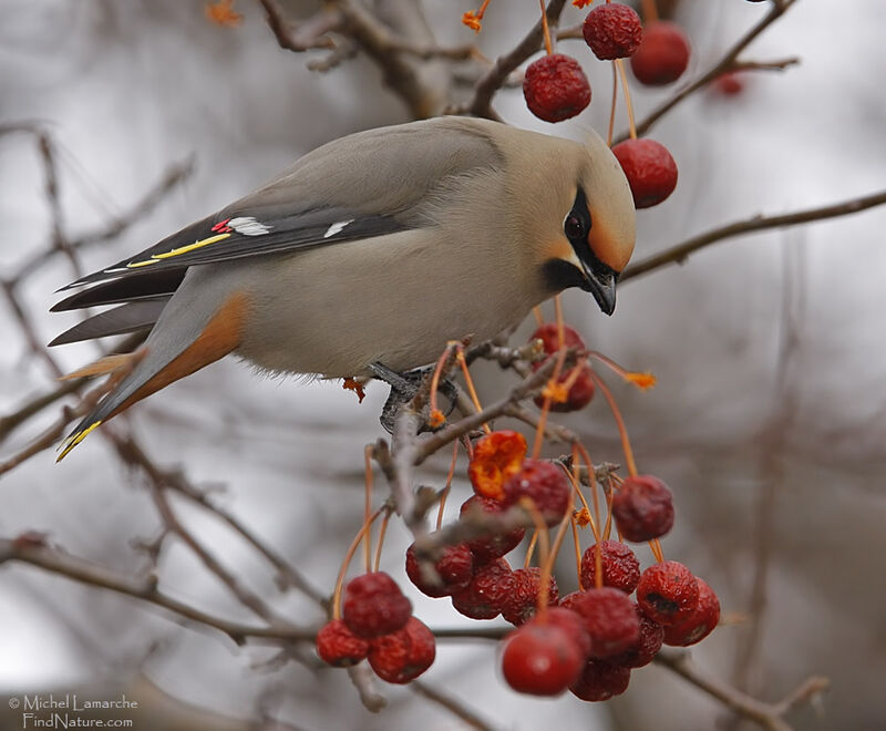 Bohemian Waxwing