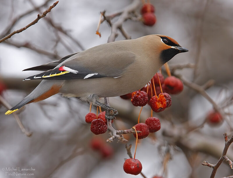 Bohemian Waxwing