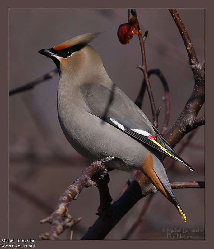 Jaseur boréaladulte, identification