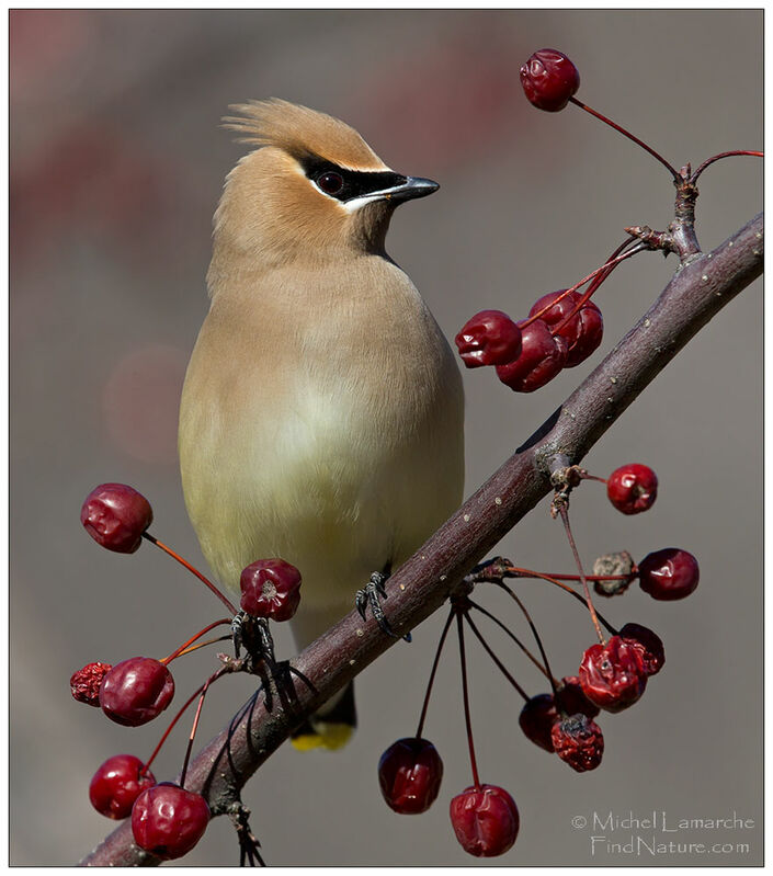 Cedar Waxwing