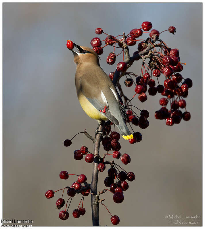 Cedar Waxwingadult, feeding habits