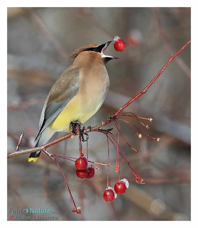 Cedar Waxwing