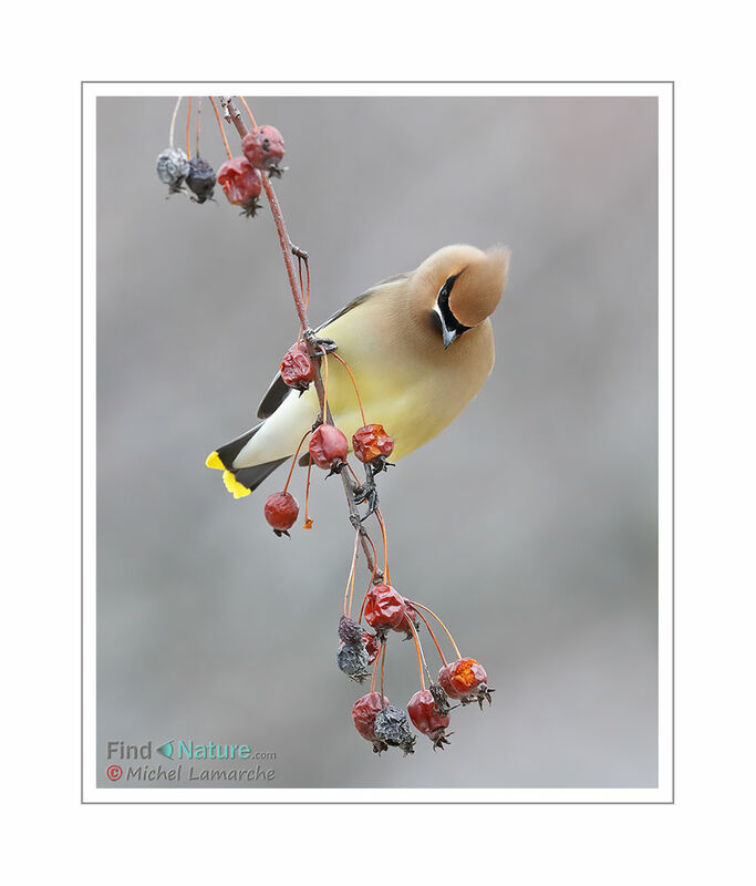 Cedar Waxwing