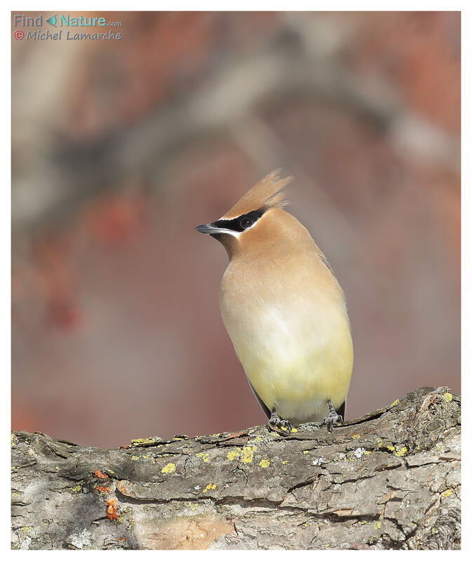 Cedar Waxwing