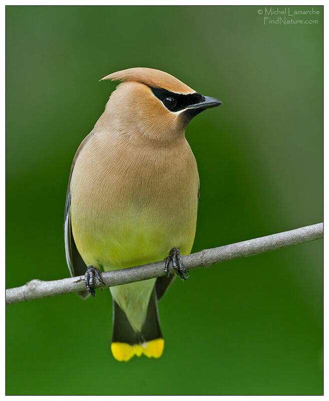 Cedar Waxwing