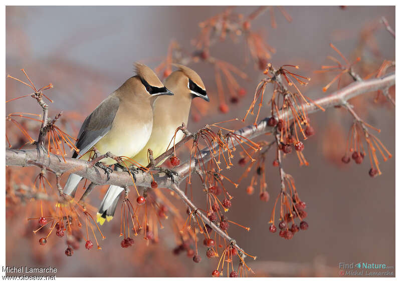 Cedar Waxwing, pigmentation