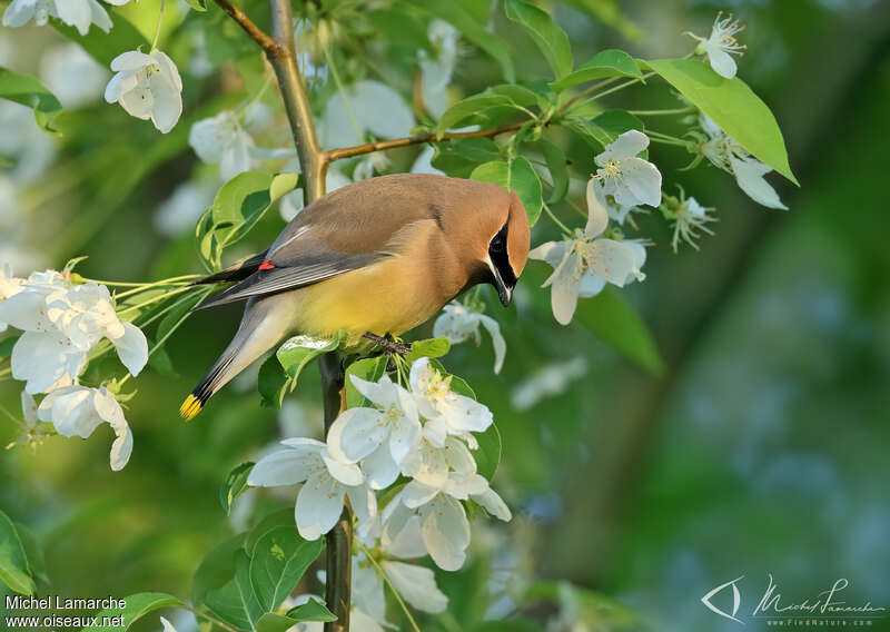 Cedar Waxwingadult, pigmentation