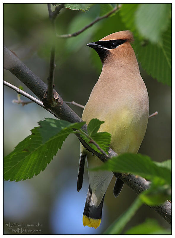 Cedar Waxwing