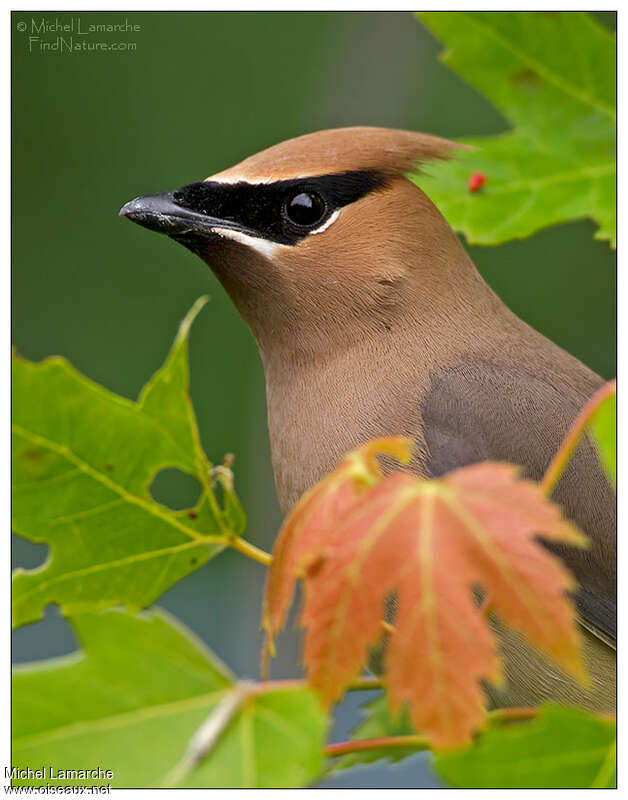 Cedar Waxwingadult, close-up portrait