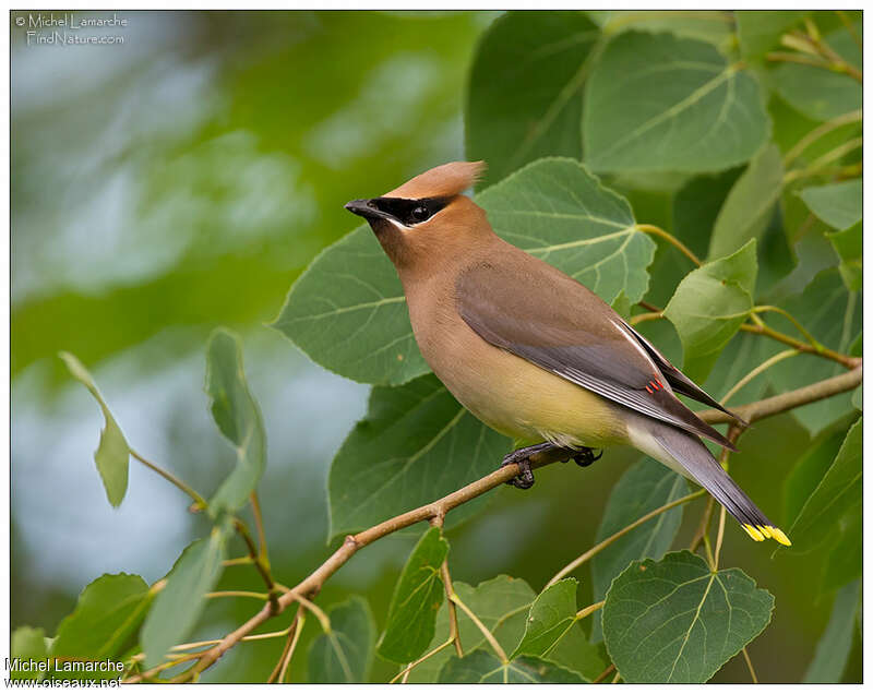 Cedar Waxwingadult, identification