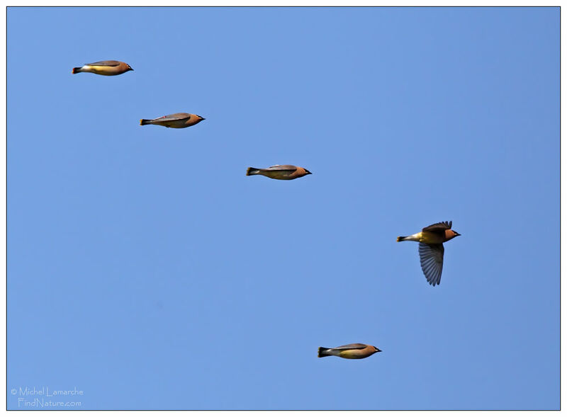 Cedar Waxwing, Flight