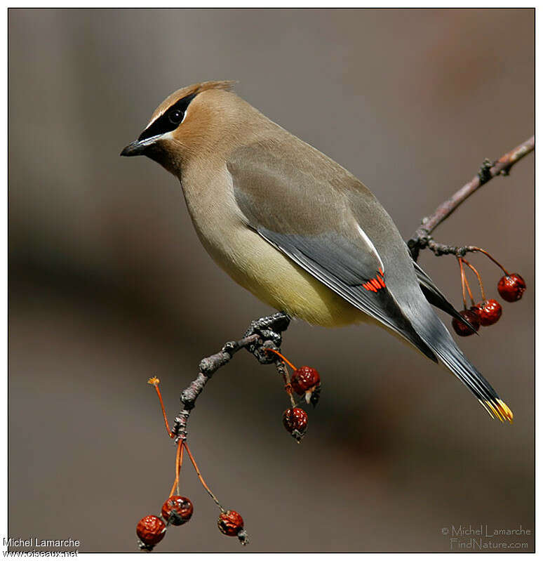 Cedar Waxwingadult, identification