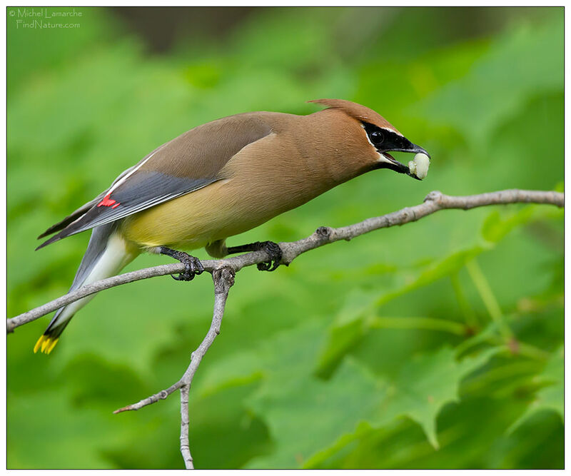 Cedar Waxwing