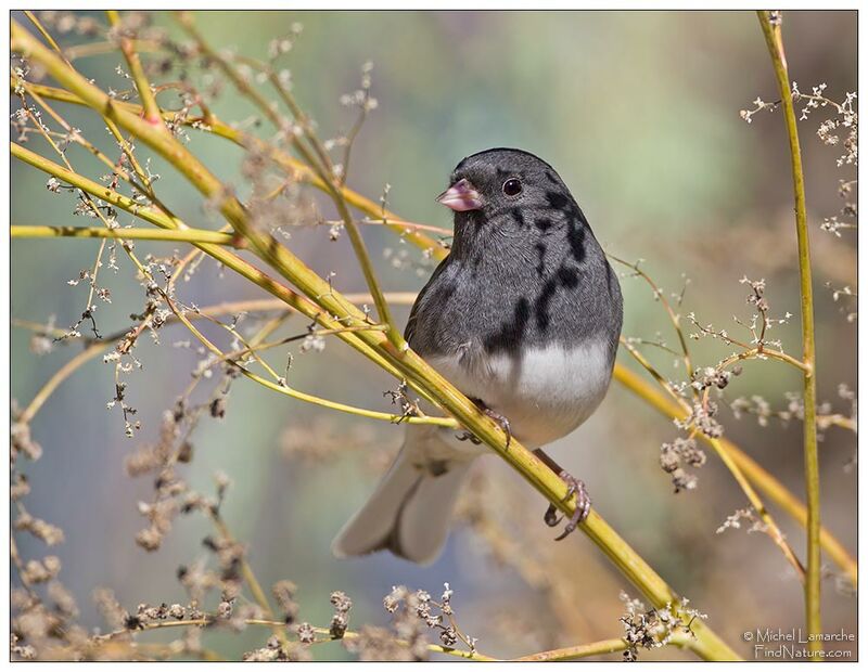 Junco ardoisé