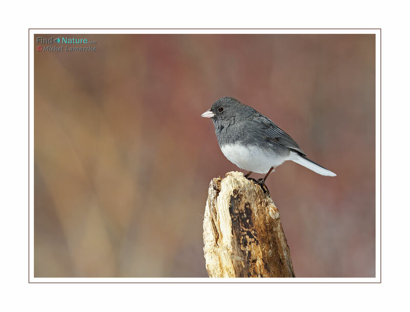 Dark-eyed Junco