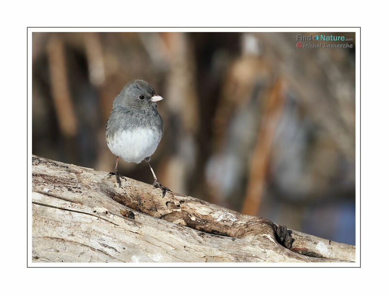 Junco ardoisé