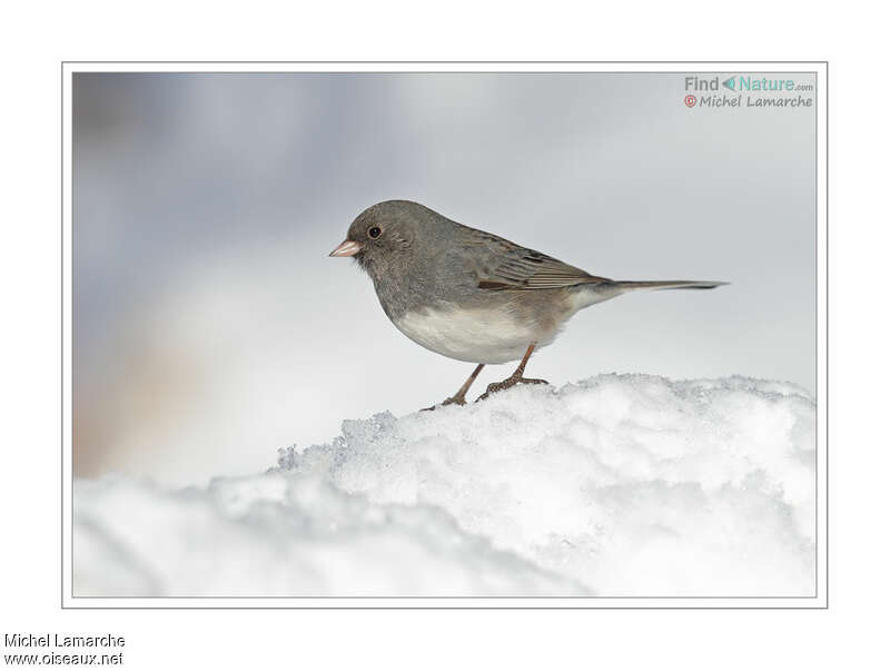 Junco ardoisé femelle adulte, identification