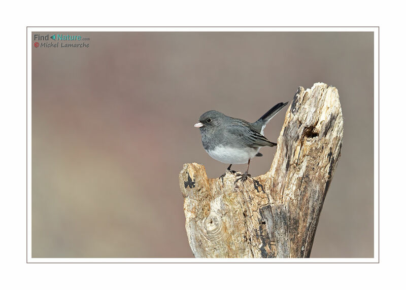 Junco ardoisé