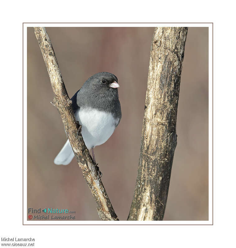 Junco ardoisé mâle adulte, portrait