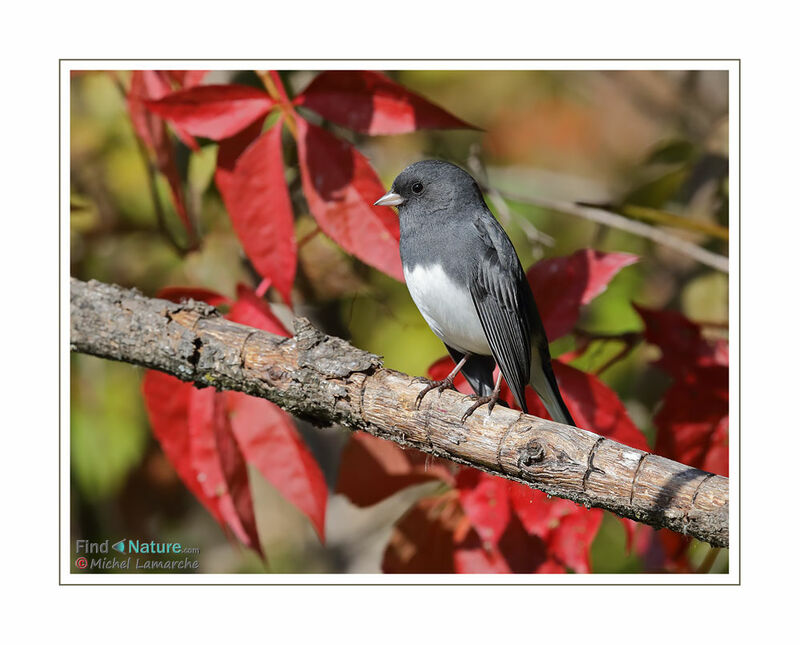 Dark-eyed Junco male adult