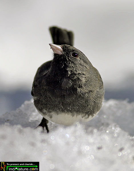 Junco ardoisé