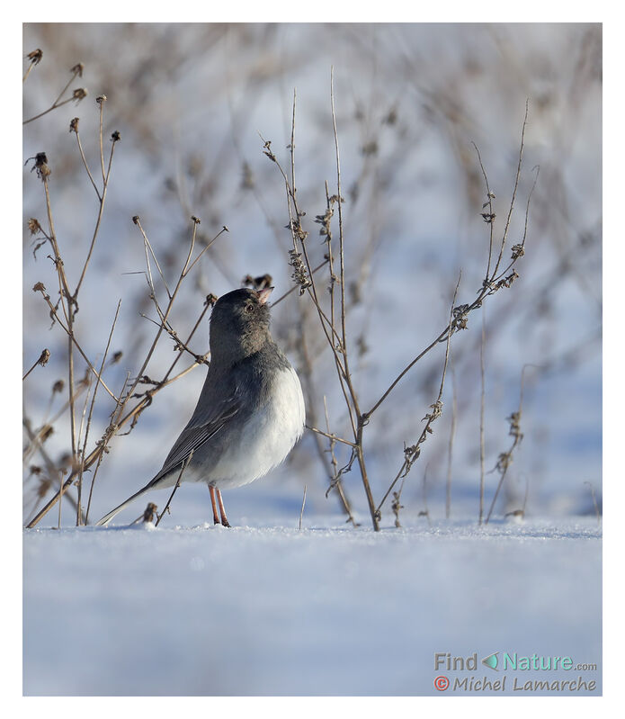 Junco ardoisé