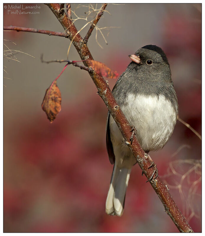 Junco ardoisé