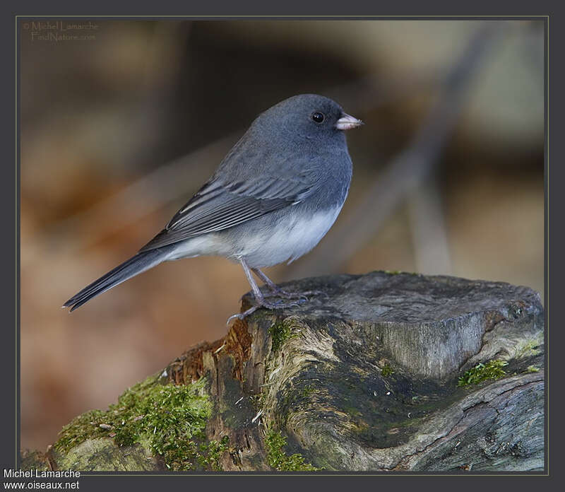 Junco ardoisé mâle adulte, identification