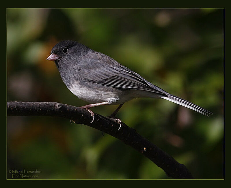 Junco ardoisé