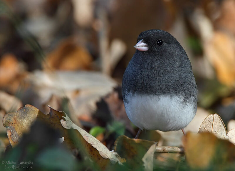 Junco ardoisé