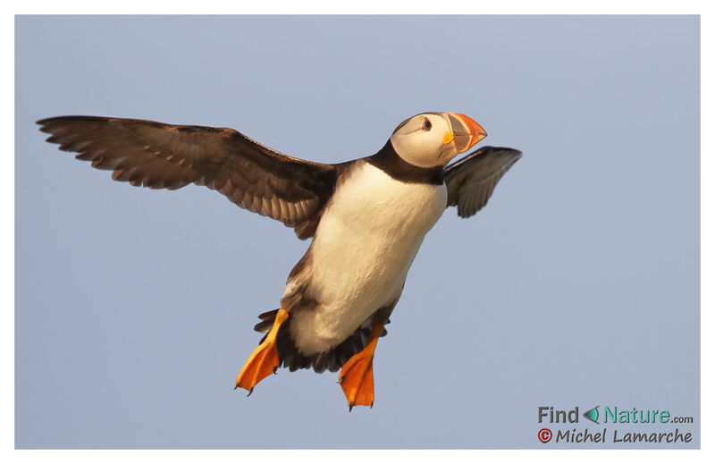 Atlantic Puffin