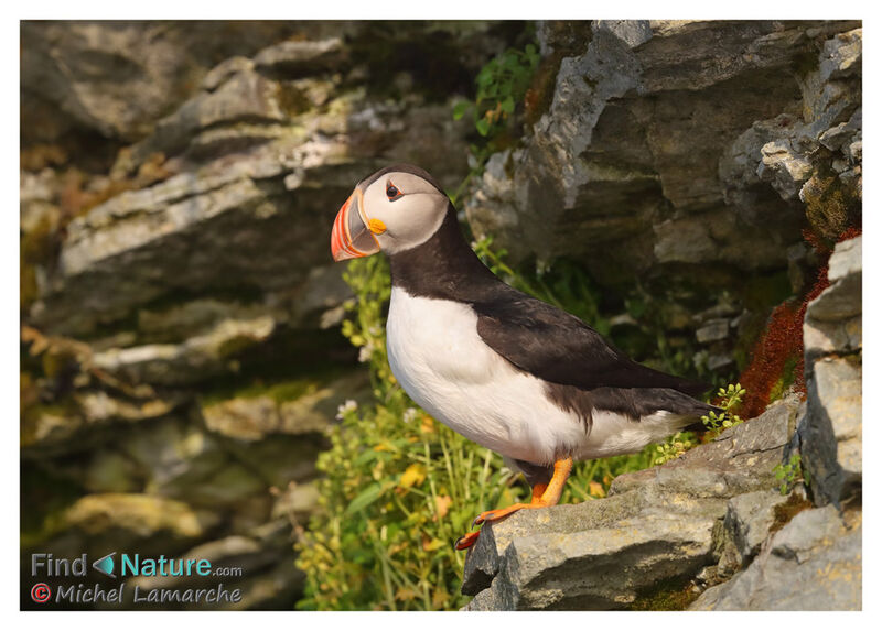 Atlantic Puffin