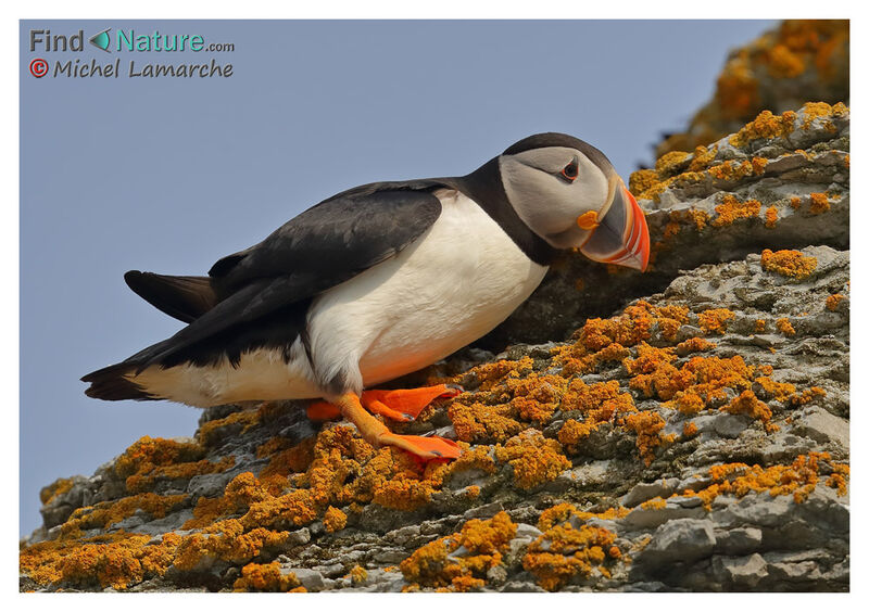 Atlantic Puffin