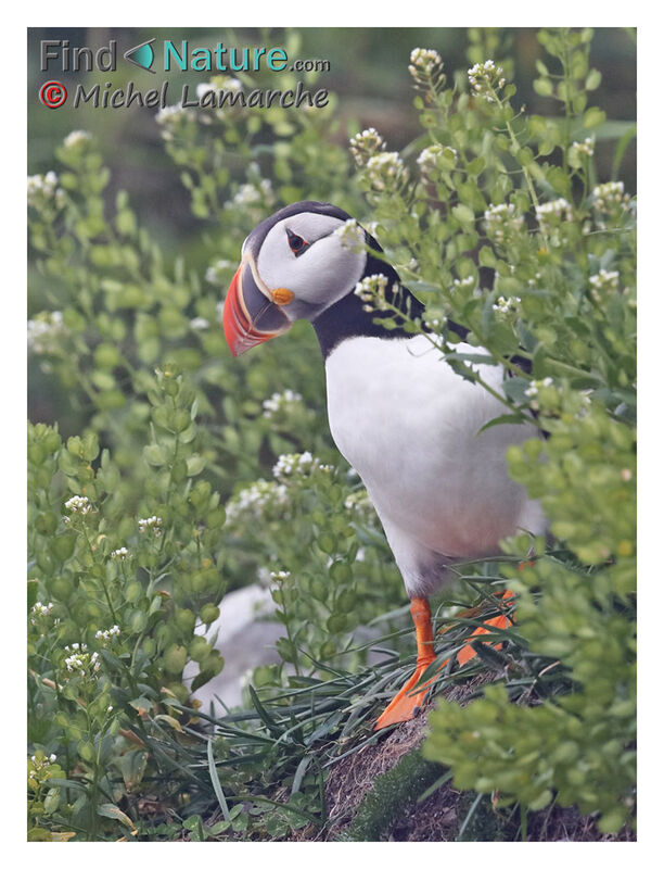 Atlantic Puffin