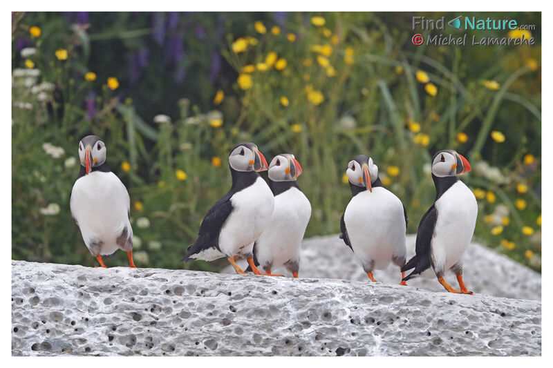 Atlantic Puffin