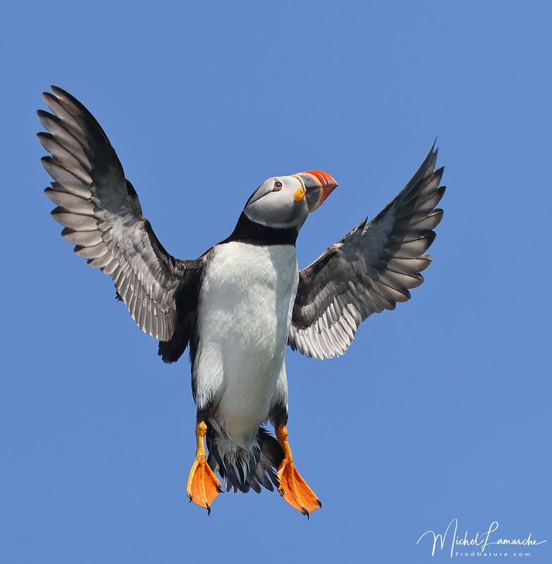 Atlantic Puffin, Flight