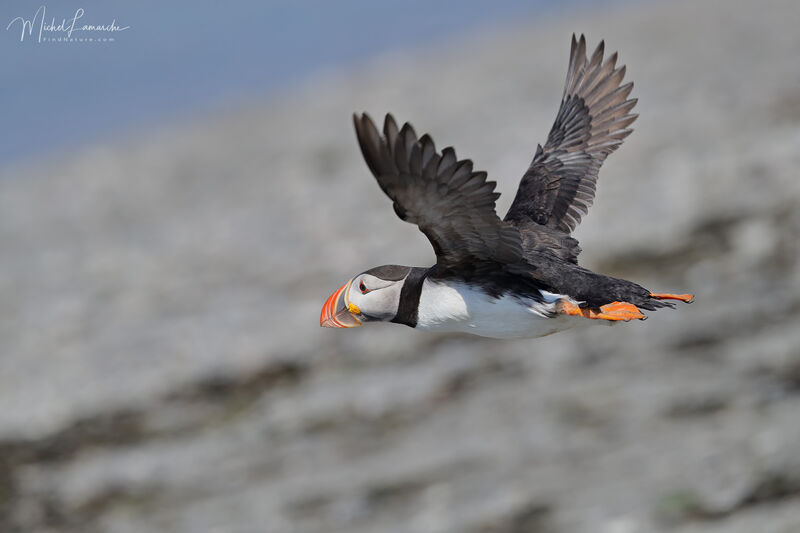 Atlantic Puffin, Flight