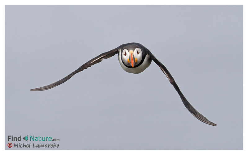 Atlantic Puffin