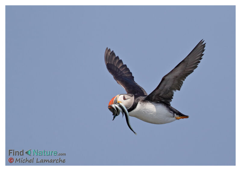 Atlantic Puffin