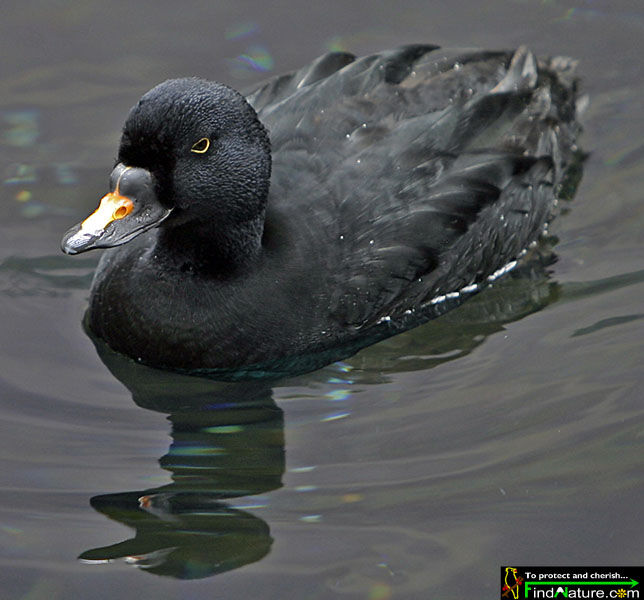 Common Scoter