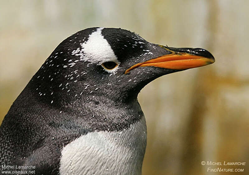 Gentoo Penguinadult, close-up portrait