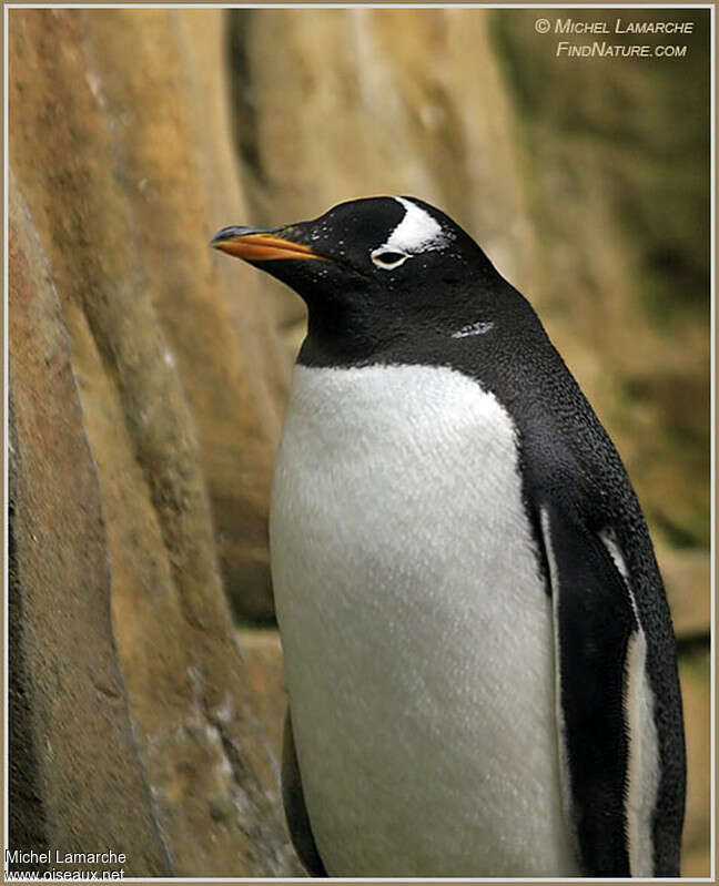 Manchot papouadulte, portrait