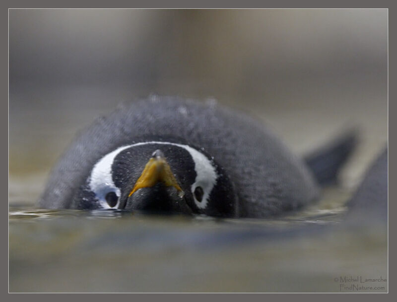 Gentoo Penguin