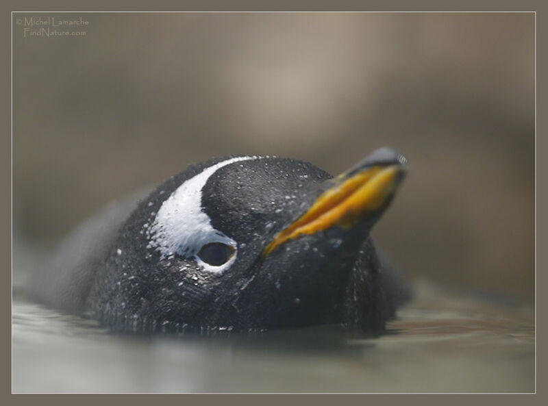 Gentoo Penguin