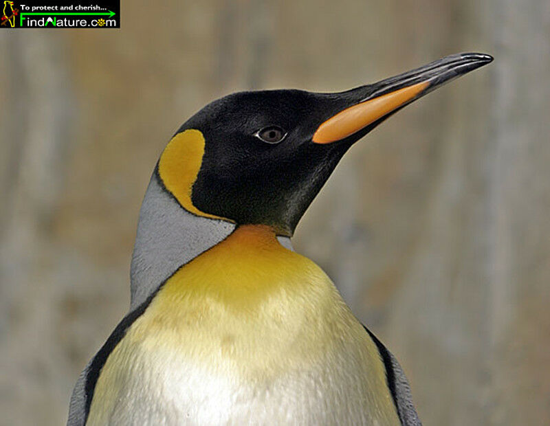 King Penguin