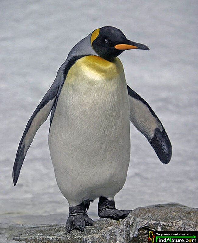 King Penguin